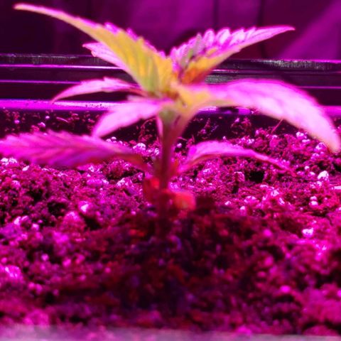 King Tut #3 Fem growlog timeline photo
