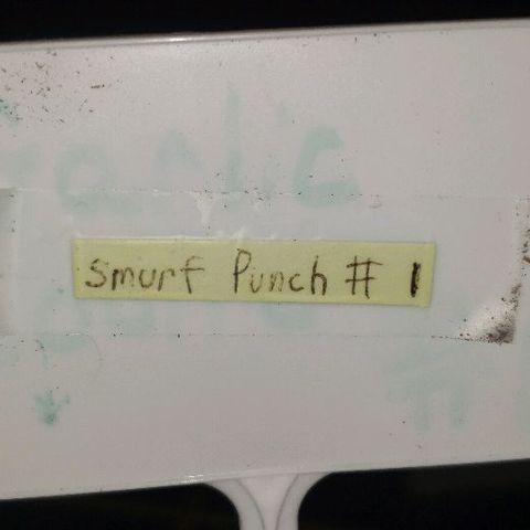 Smurf Punch F1 #3 (Female)  growlog timeline photo