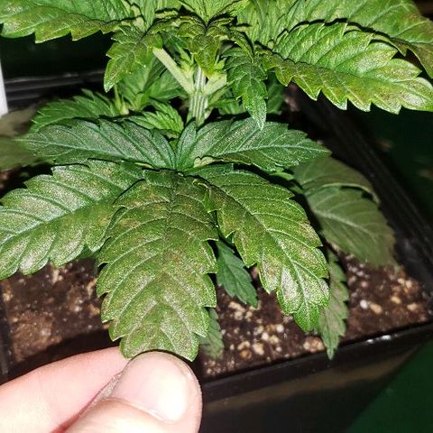 King Tut #3 Fem growlog timeline photo