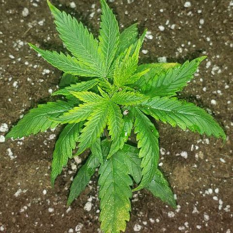 Ghost Rider #2 (Clone#1) growlog timeline photo