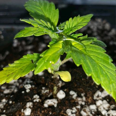 King Tut #3 Fem growlog timeline photo