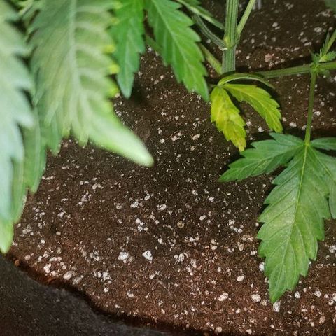 King Tut #3 Fem growlog timeline photo