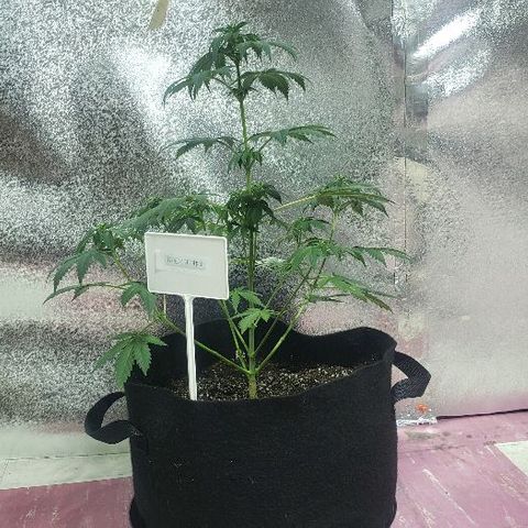 King Tut #3 Fem growlog timeline photo