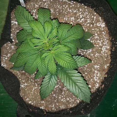 Smurf Punch F1 #3 (Female)  growlog timeline photo