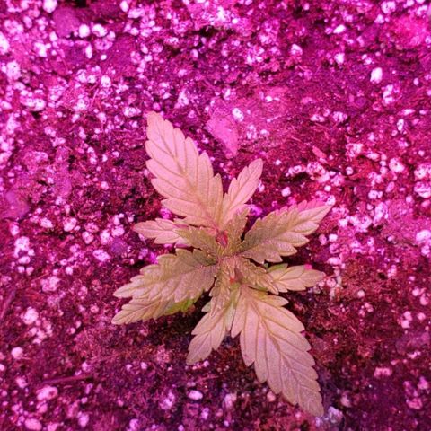 King Tut #3 Fem growlog timeline photo