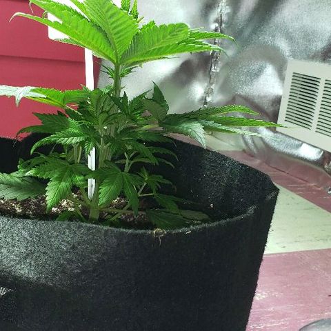 Smurf Punch F1 #3 (Female)  growlog timeline photo