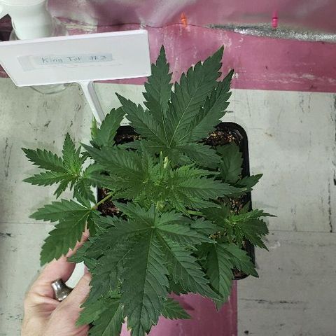King Tut #3 Fem growlog timeline photo