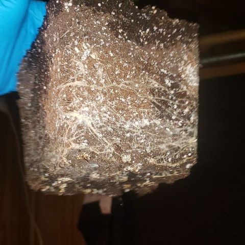 King Tut #3 Fem growlog timeline photo