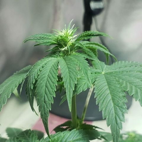 King Tut #3 Fem growlog timeline photo