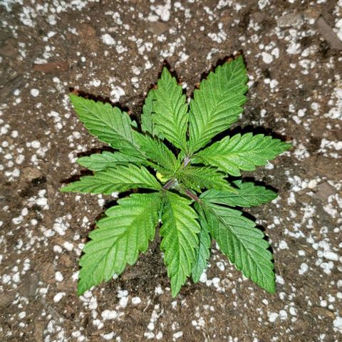 Smurf Punch F1 #3 (Female)  growlog timeline photo