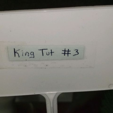 King Tut #3 Fem growlog timeline photo
