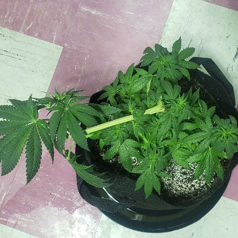 Smurf Punch F1 #3 (Female)  growlog timeline photo