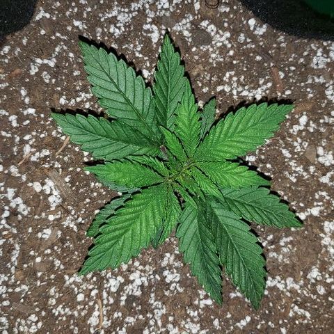 Smurf Punch F1 #3 (Female)  growlog timeline photo