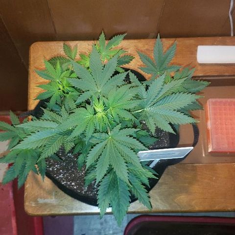 King Tut #3 Fem growlog timeline photo