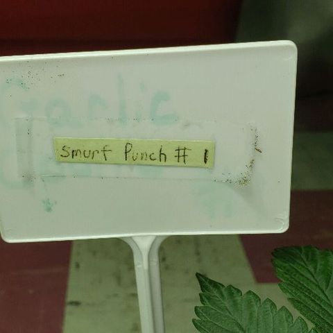 Smurf Punch F1 #3 (Female)  growlog timeline photo