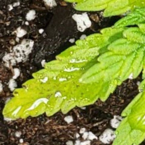 King Tut #3 Fem growlog timeline photo