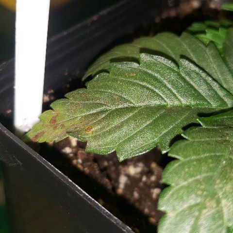King Tut #3 Fem growlog timeline photo