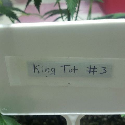 King Tut #3 Fem growlog timeline photo