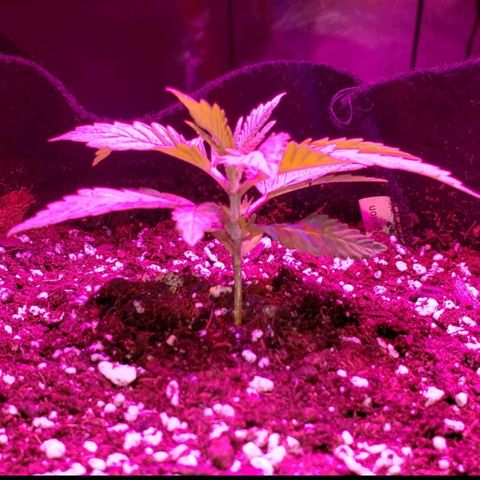 Smurf Punch F1 #3 (Female)  growlog timeline photo