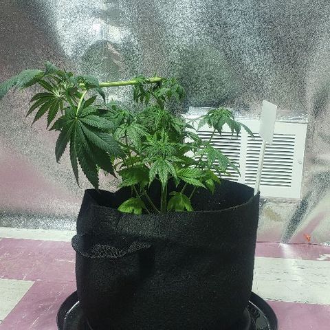 Smurf Punch F1 #3 (Female)  growlog timeline photo