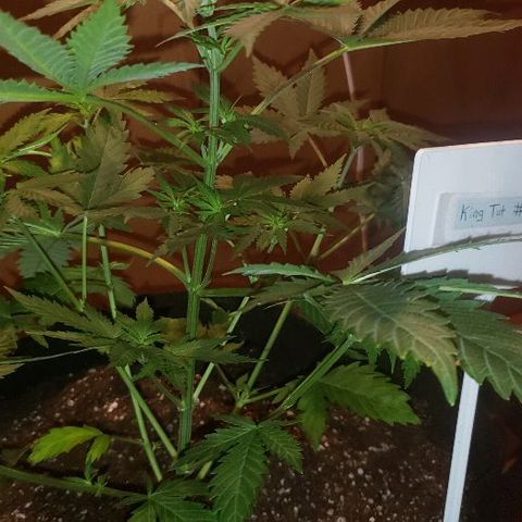 King Tut #3 Fem growlog timeline photo