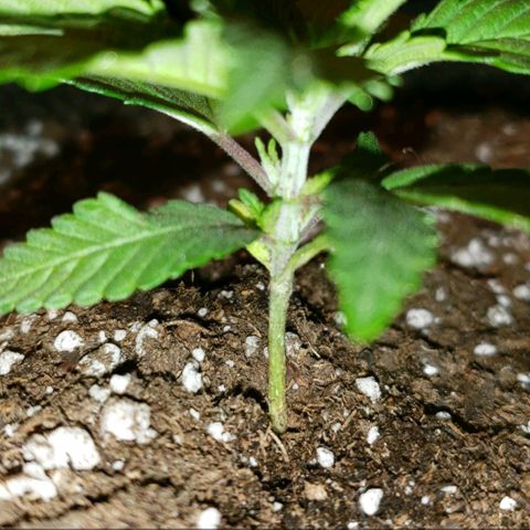 Smurf Punch F1 #3 (Female)  growlog timeline photo