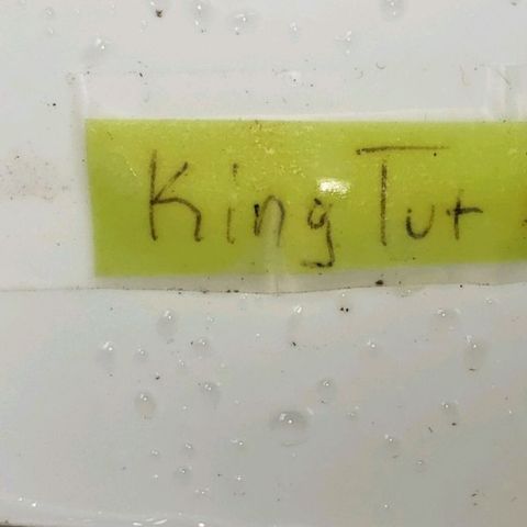 King Tut #3 Fem growlog timeline photo