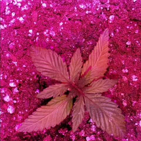 Smurf Punch F1 #3 (Female)  growlog timeline photo