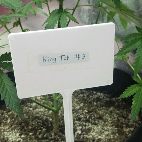 King Tut #3 Fem growlog timeline photo