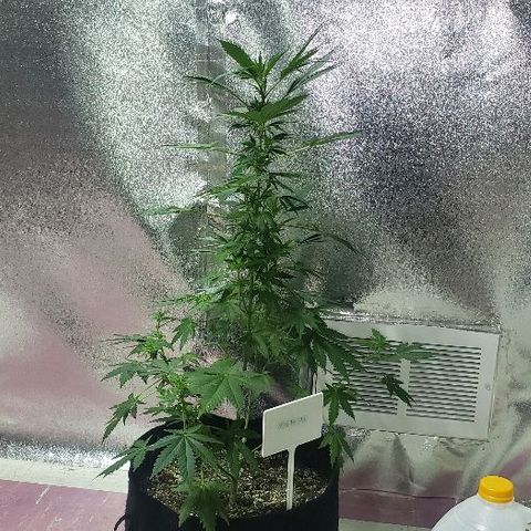 King Tut #3 Fem growlog timeline photo