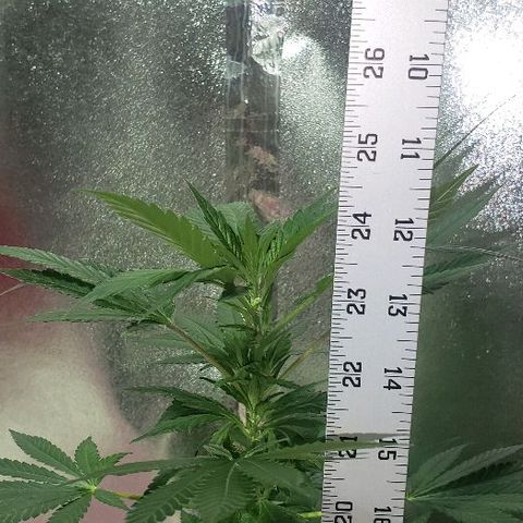 King Tut #3 Fem growlog timeline photo