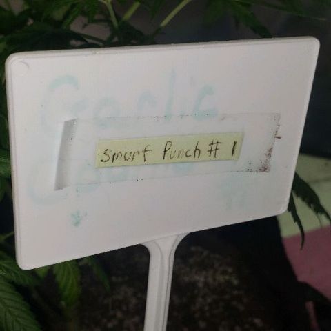 Smurf Punch F1 #3 (Female)  growlog timeline photo