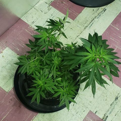 Smurf Punch F1 #3 (Female)  growlog timeline photo