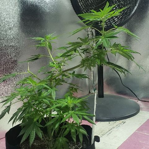 Smurf Punch F1 #3 (Female)  growlog timeline photo