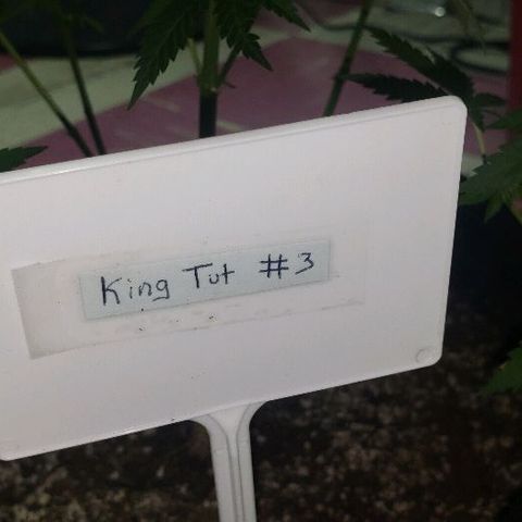 King Tut #3 Fem growlog timeline photo