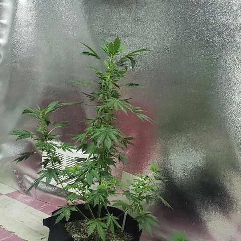 King Tut #3 Fem growlog timeline photo