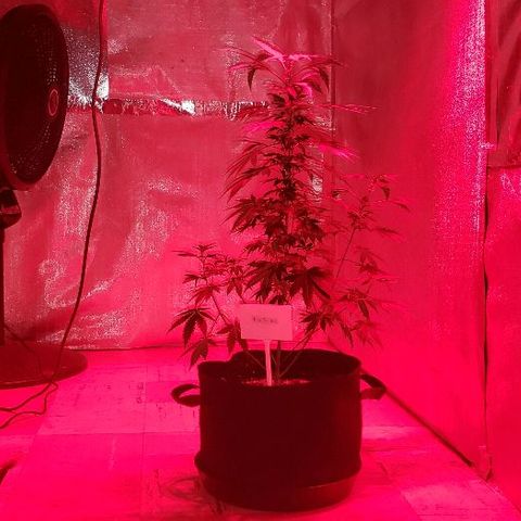 King Tut #3 Fem growlog photo: Switched to bloom room