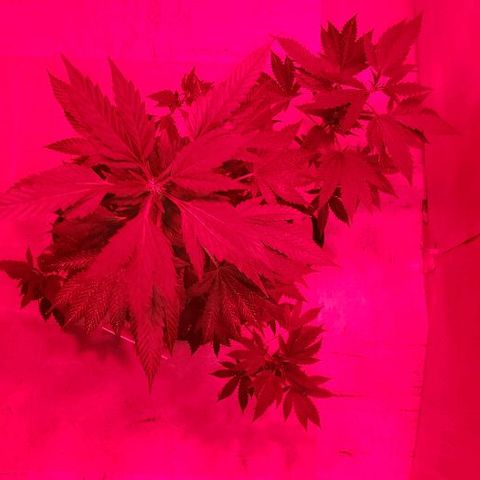 King Tut #3 Fem growlog photo: Switched to bloom room