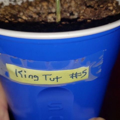 King Tut #5 (Fem)(momma) growlog timeline photo