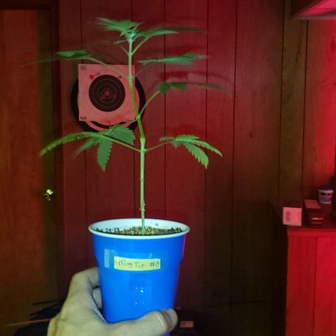 King Tut #5 (Fem)(momma) growlog timeline photo