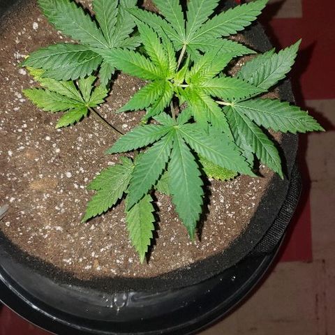 King Tut #5 (Fem)(momma) growlog timeline photo