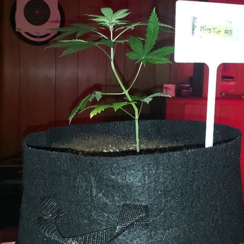 King Tut #5 (Fem)(momma) growlog timeline photo
