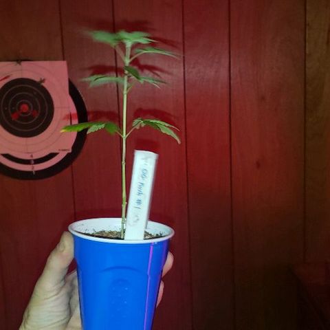 OG Kush #1 (Fem) growlog photo: Transplanted today into 3 gallon cloth pot