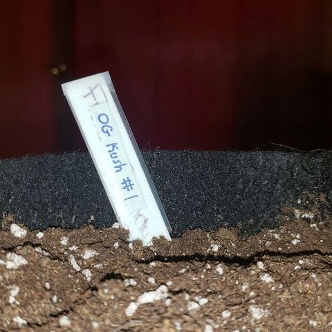 OG Kush #1 (Fem) growlog photo: Transplanted today into 3 gallon cloth pot