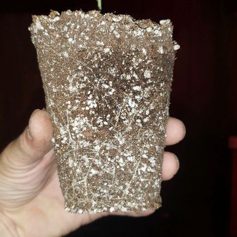 OG Kush #1 (Fem) growlog photo: Transplanted today into 3 gallon cloth pot