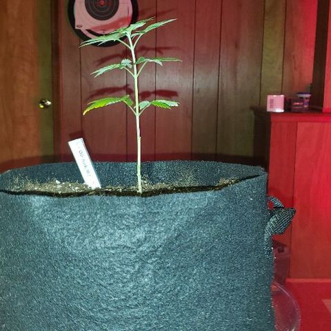 OG Kush #1 (Fem) growlog photo: Transplanted today into 3 gallon cloth pot