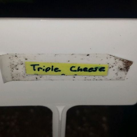 Triple Cheese #1(Fem) growlog photo: Transplanted today into 3 gallon cloth pot