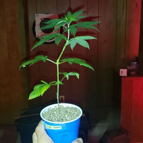 Triple Cheese #1(Fem) growlog photo: Transplanted today into 3 gallon cloth pot