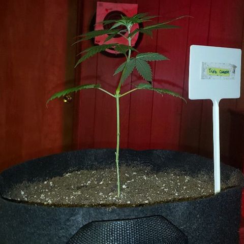 Triple Cheese #1(Fem) growlog photo: Transplanted today into 3 gallon cloth pot