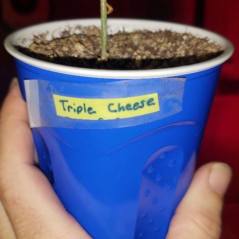 Triple Cheese #1(Fem) growlog photo: Transplanted today into 3 gallon cloth pot